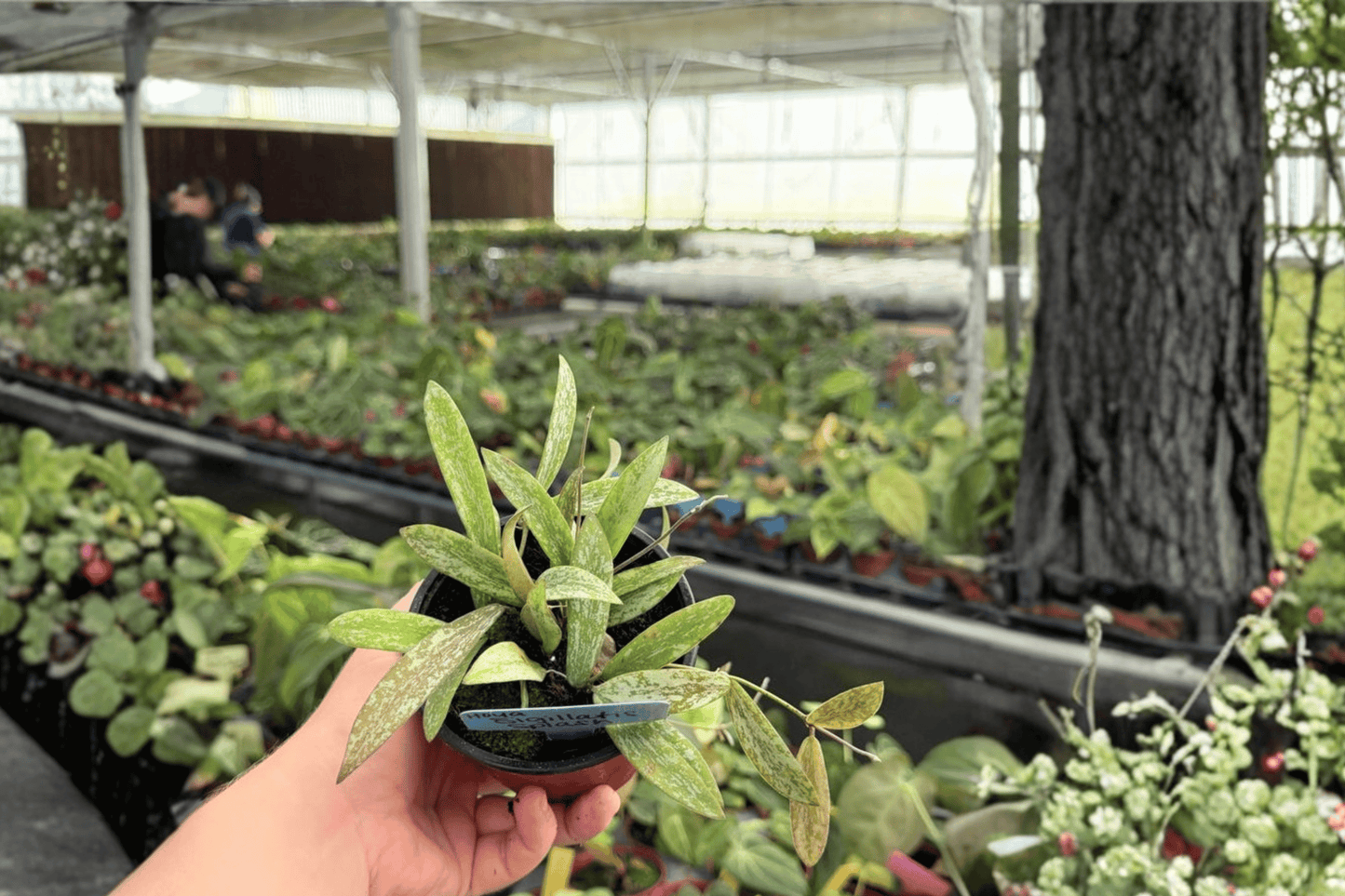 Hoya sigillatis ‘Splash’ 2 Live Plants – 4-Inch Pots
