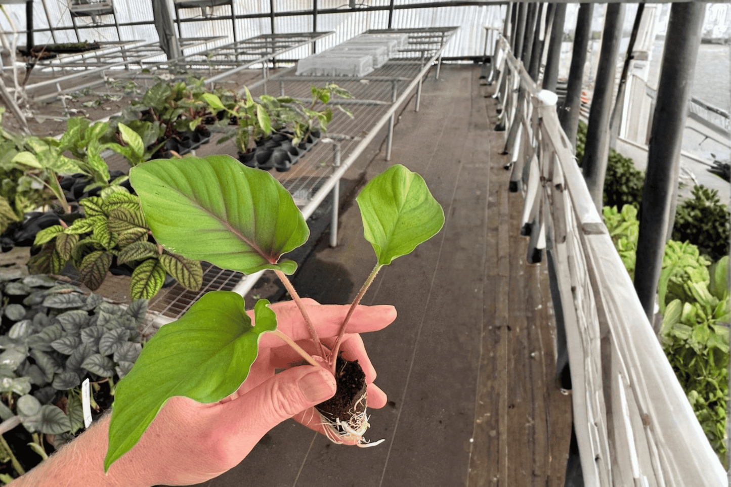 Adelonema Red Velvet 2 Live Starter Plants – 2-Inch Starter Size – Adelonema 'Red Velvet'
