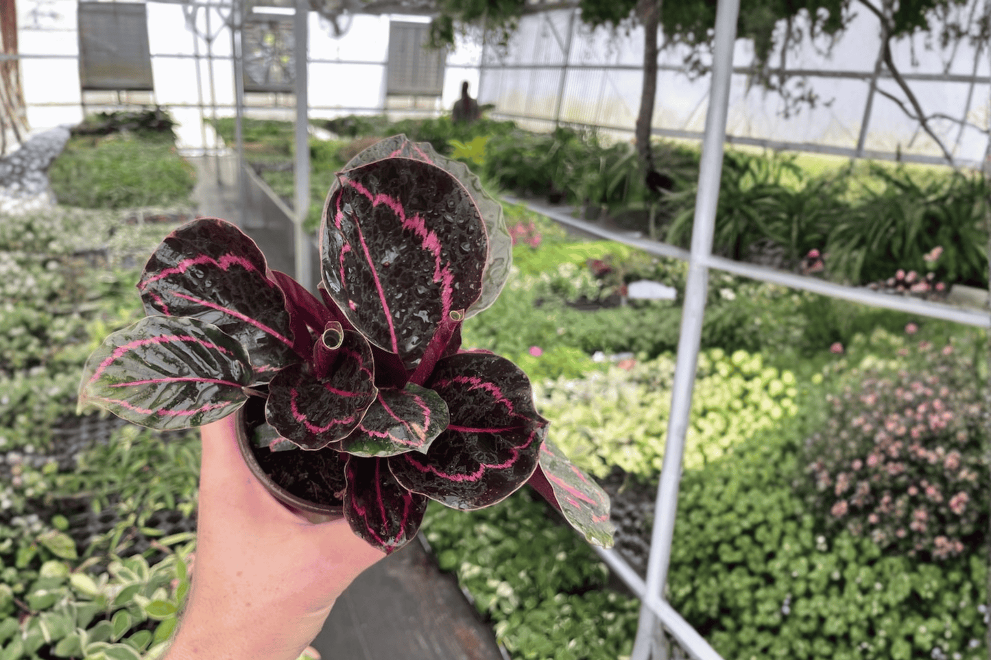 Calathea Dottie 2 Live Plants – 4-Inch Pots – Goeppertia roseopicta ‘Dottie’