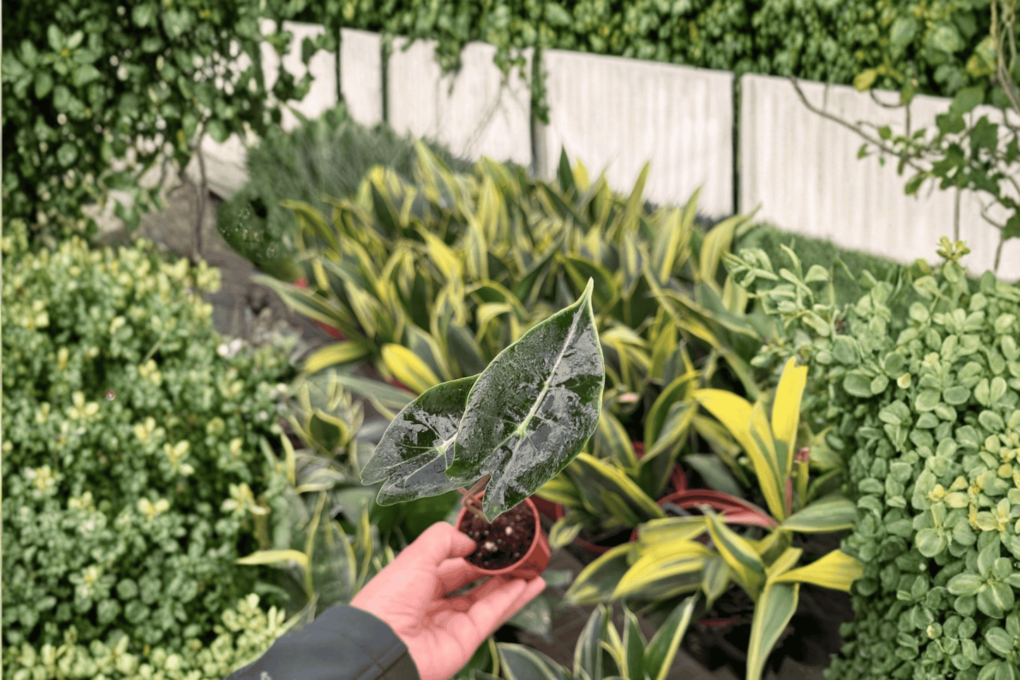 Alocasia Dragon’s Tooth 2 Live Starter Plants – 2-Inch Pot Size – Alocasia longiloba ‘Dragon’s Tooth’