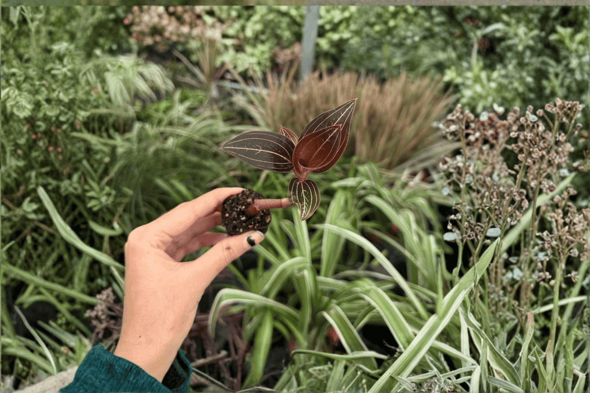Ludisia Discolor Jewel Orchid 2 Exact Live Starter Plants – 2-Inch Pot Size
