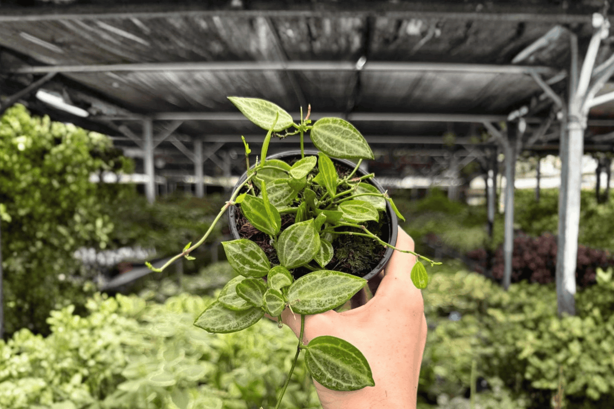 Dischidia Melon 2 Exact Live Plants – Specific 4” Size Bare Root