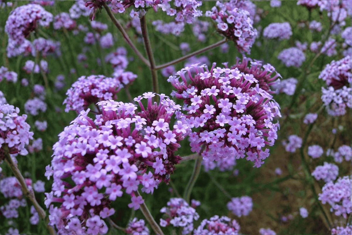 Purpletop Vervain Live Plant – 4-Inch Pot – Verbena bonariensis
