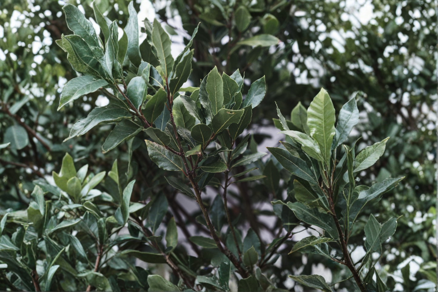 Bay Leaf Tree Live Plant 2–4 Inch Size – Laurus nobilis Bay Laurel