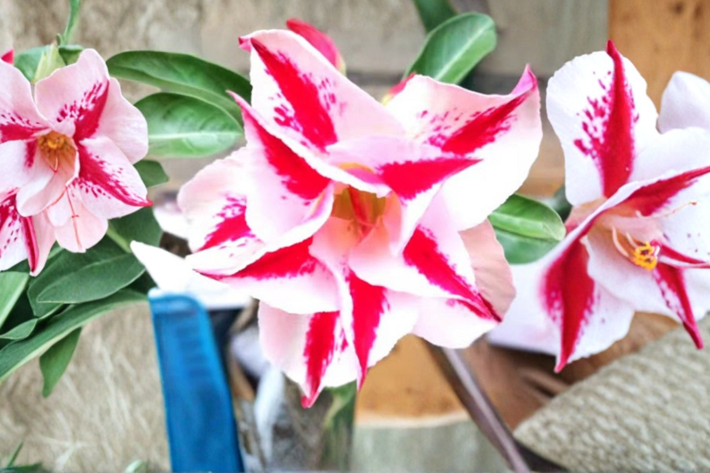 Star Crown Desert Rose Seeds Adenium Obesum Mixed Color Flower Variety 10 Seeds Succulent Caudex Plant Growing