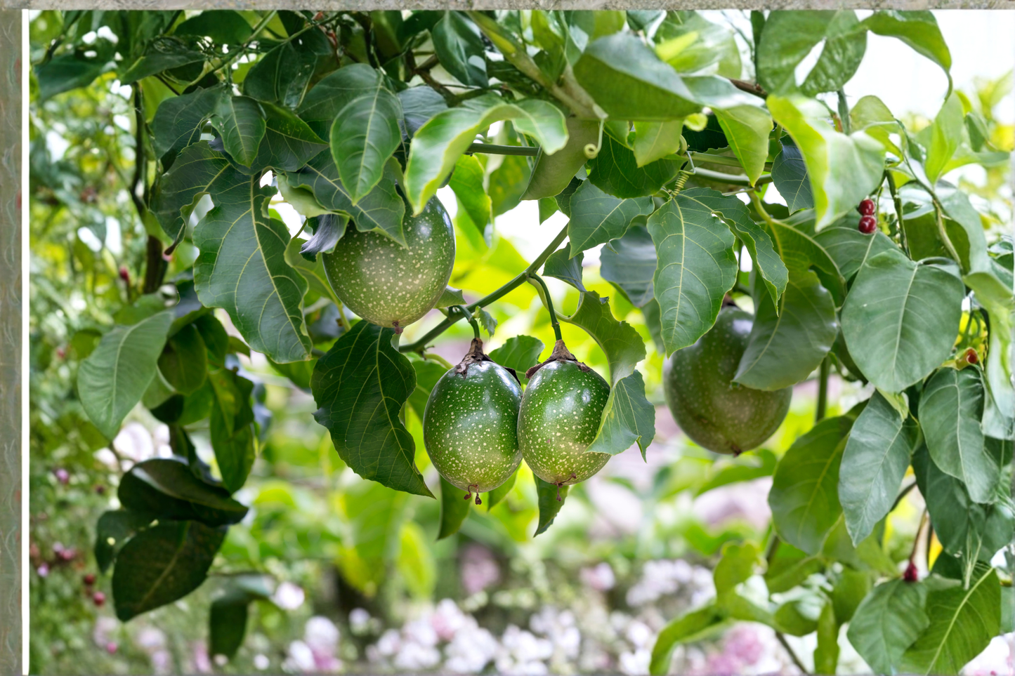 2 Purple Passion Fruit Live Plants 8 Inches Tall – Passiflora edulis Fully Rooted