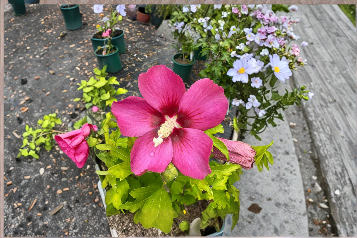 Rubis Rose of Sharon Live Plant 2 Gallon Pot Red Flower Hibiscus Shrub Summer Bloom Garden Landscape Plant