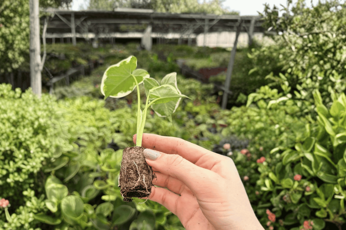 Alocasia Mickey Mouse 2 Exact Live Starter Plants – Xanthosoma ‘Mickey Mouse’