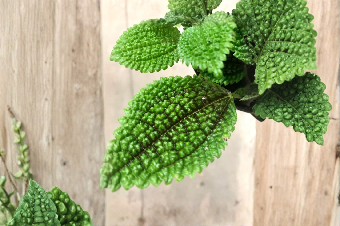 Moon Valley Friendship Plant Live Pilea Mollis Houseplant Pet Friendly Indoor Foliage Plant in 2.5 Inch Pot