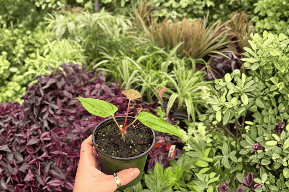 Anthurium Subsignatum x Regale – 2 Exact Live Plants in 4” Pots
