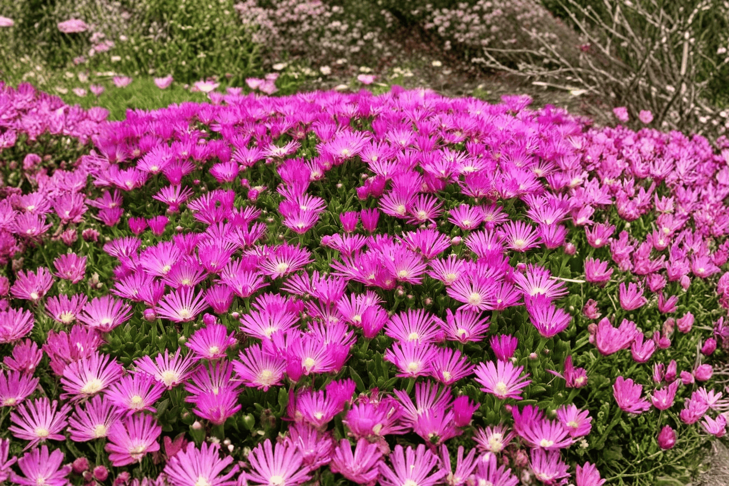 Fuchsia Ice Plant 1 Live Plant – 4-Inch Pot – Delosperma cooperi