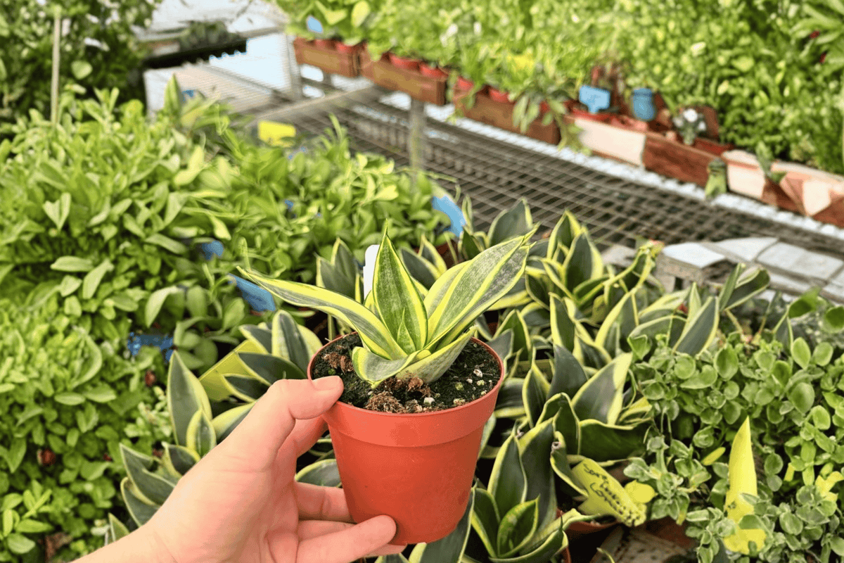Golden Hahnii Snake Plant 2 Live Plants – 4-Inch Pots – Dracaena trifasciata 'Golden Hahnii'