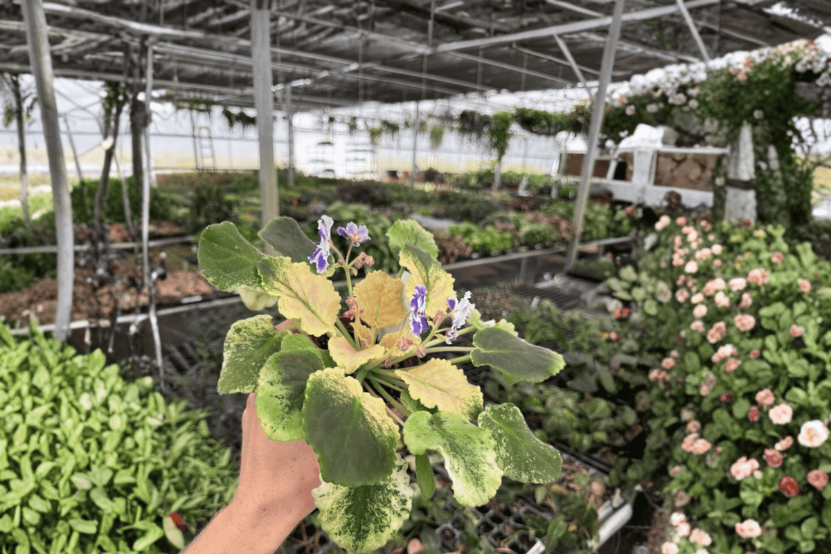 Harmony’s Purple Passion African Violet 2 Live Plants – 4-Inch Pots – Streptocarpus ionanthus Cultivar