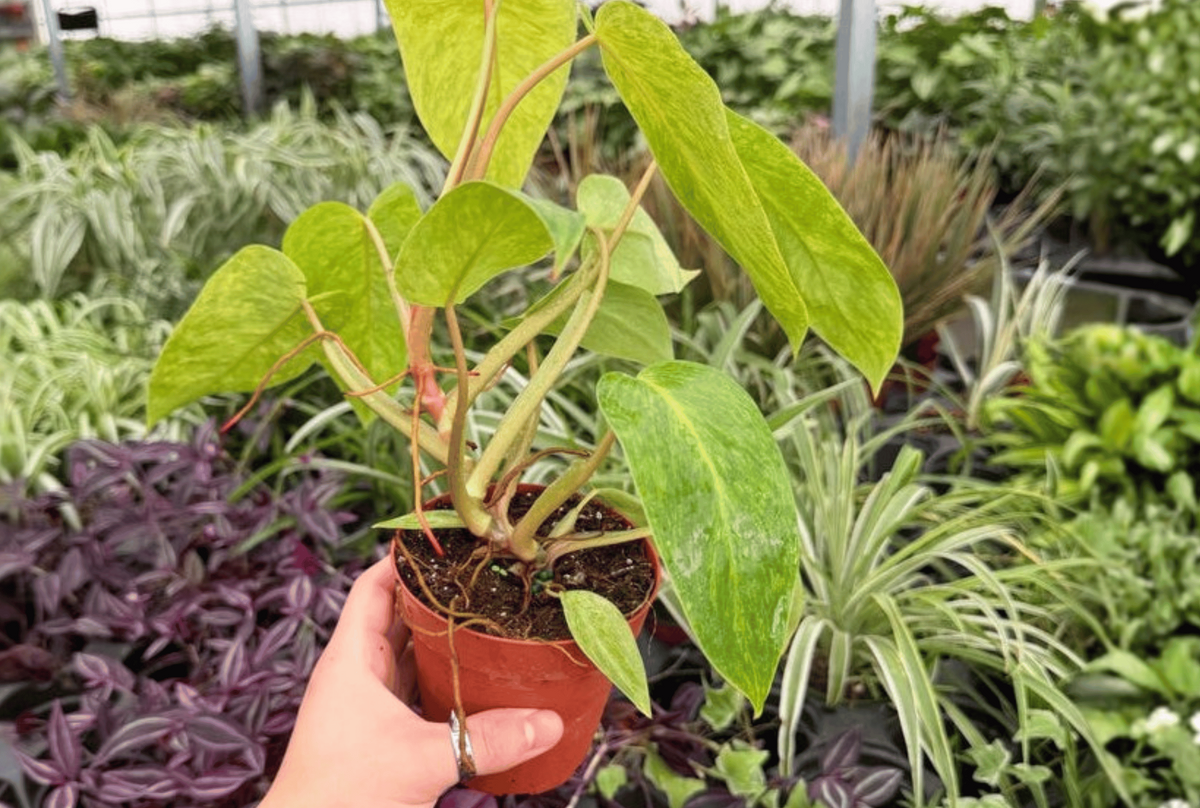 2 Exact Philodendron Painted Lady Live Plants in 4-Inch Pots – Philodendron ‘Painted Lady’
