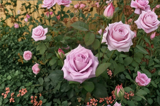 Grace Kelly Grandiflora Rose Live Plant 2 Gal Cream Pink Rose Bush, Everblooming Flowering Shrub for Garden Outdoor