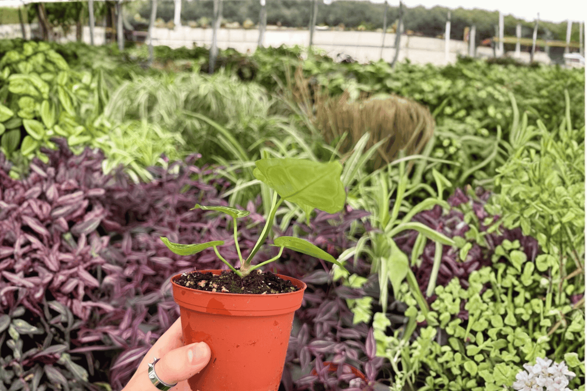Anthurium Silver Red x Magnificum 2 Exact Live Plants – Specific 4-Inch Pots – Anthurium Hybrid