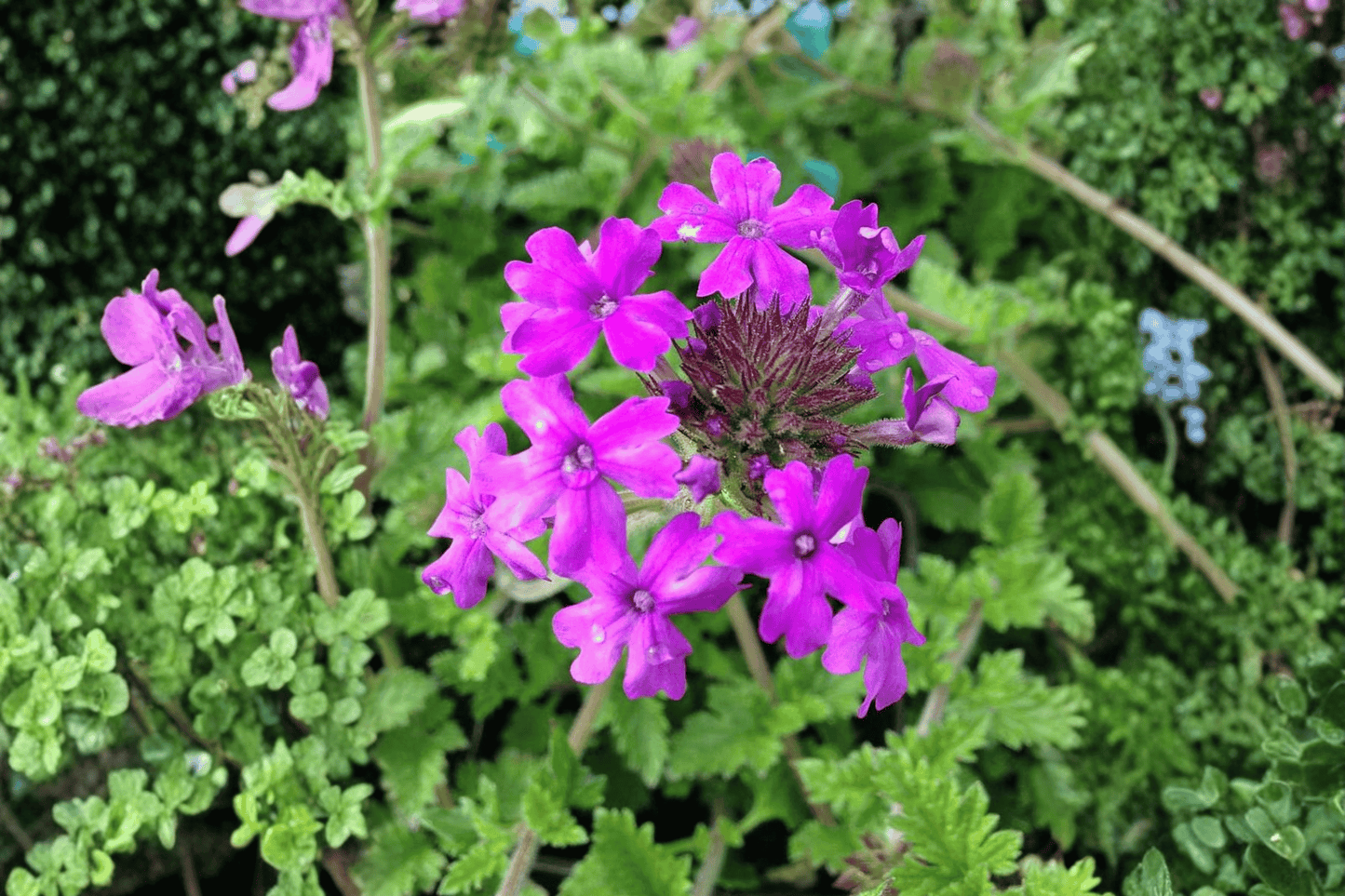 Homestead Purple Rose Verbena Live Plant – 4-Inch Pot – Verbena canadensis 'Homestead Purple'