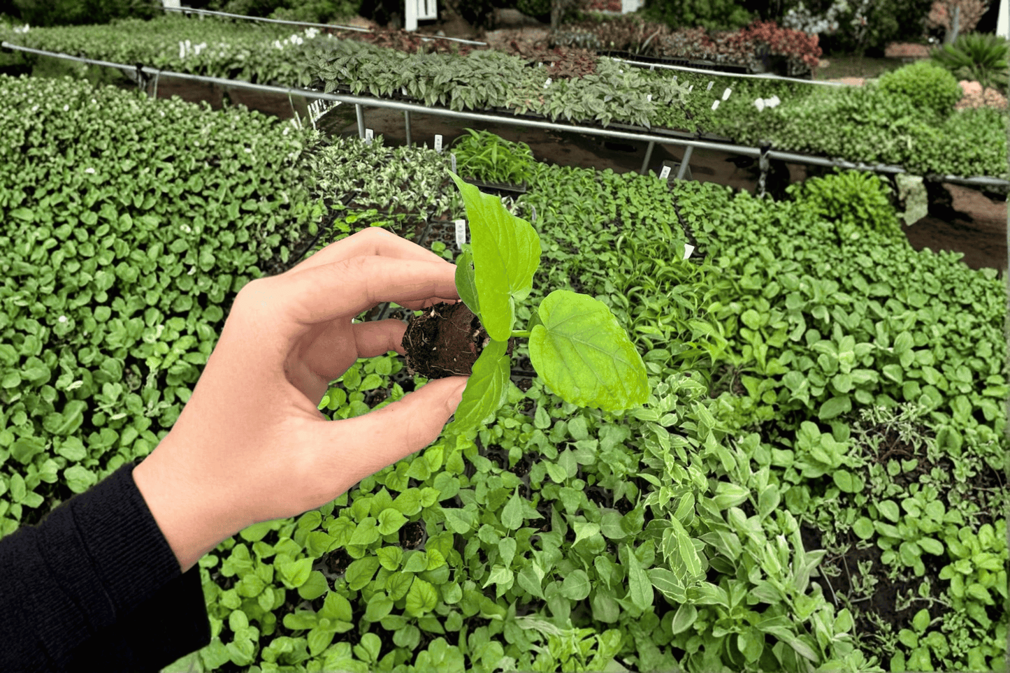 2 Variegated Ficus Umbellata Starter Plants – Ficus umbellata Tissue Culture