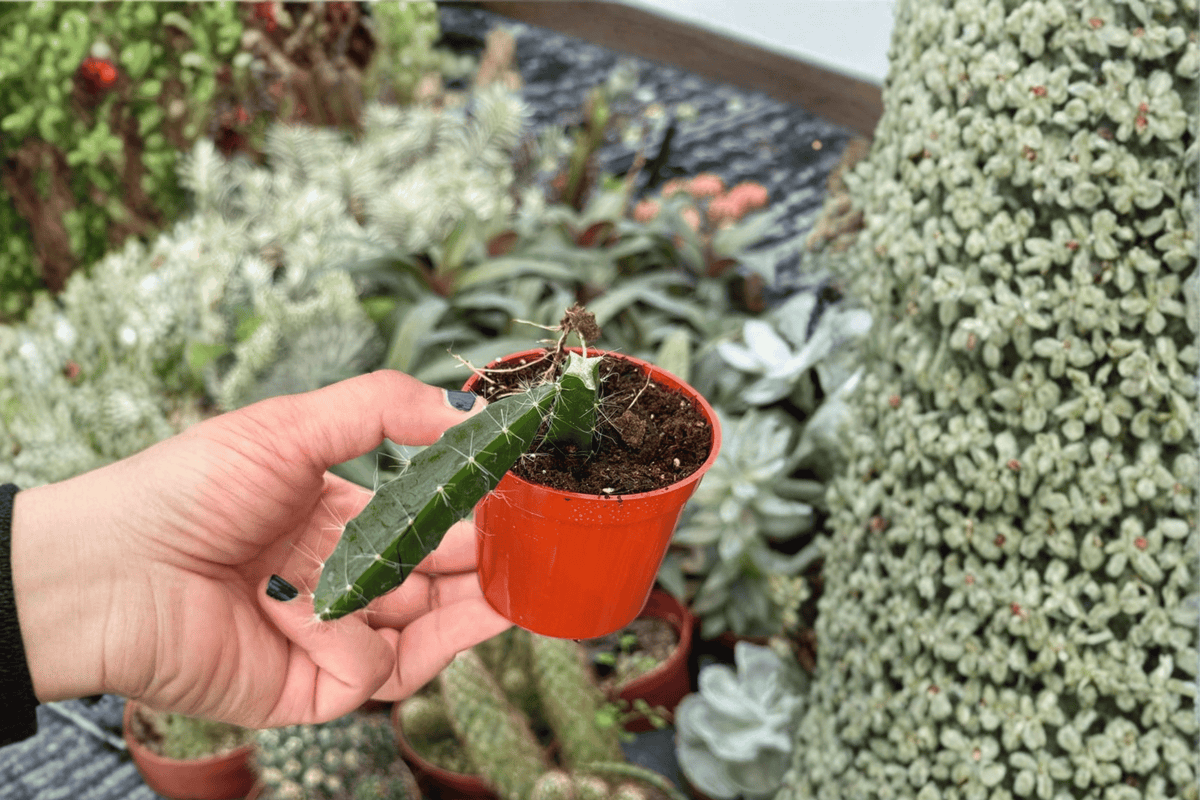 Edgar’s Baby Dragon Fruit 2 Starter Plants – Selenicereus 2” Size Bare Root