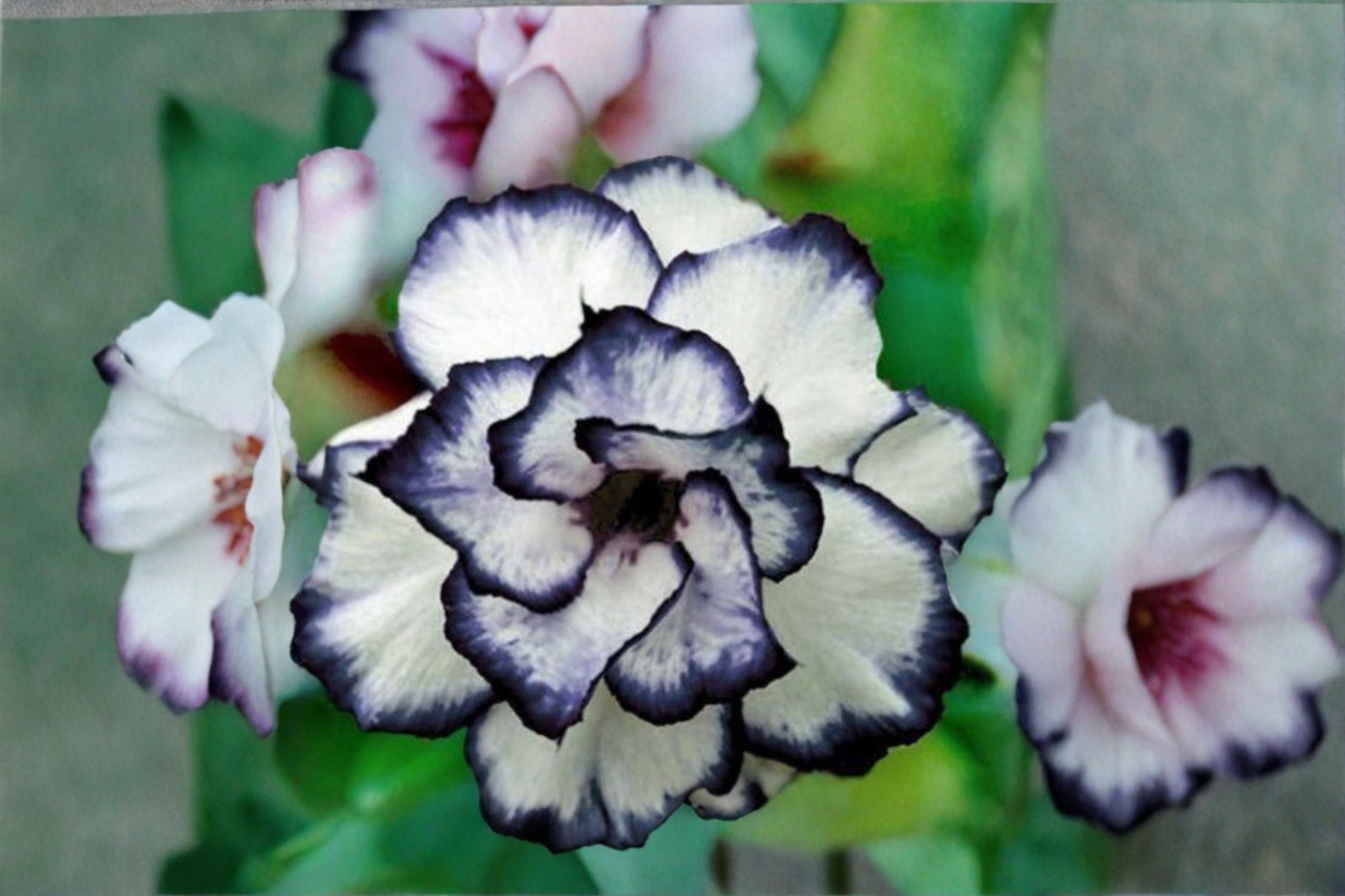 Black and White Rose Seeds Rare Two Tone Rose Flower Variety 20 Seeds Ornamental Garden Planting Seed Pack