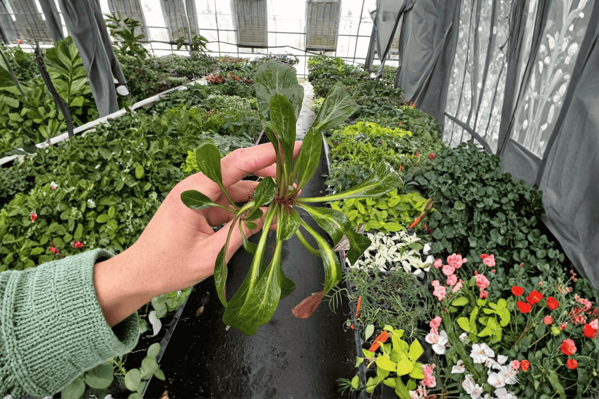 2 Cardinal Flower Starter Plants – Lobelia cardinalis – 2” Pot Size