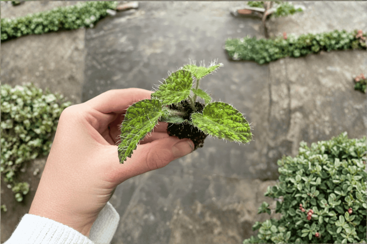 2 Begonia sizemoreae 'Longiciliata' Starter Plants – Bare Root Live Begonias