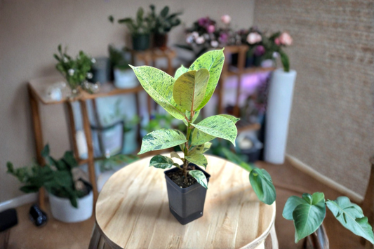 Ficus Shivereana Moonshine Live Plant Variegated Rubber Plant Indoor Houseplant Starter Cutting Home Decor Gift