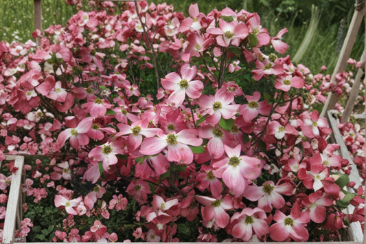 Dogwood ‘Cherokee Chief’ 1 Gallon Live Plant – Cornus florida Red Flowering Tree for Spring Garden Landscape