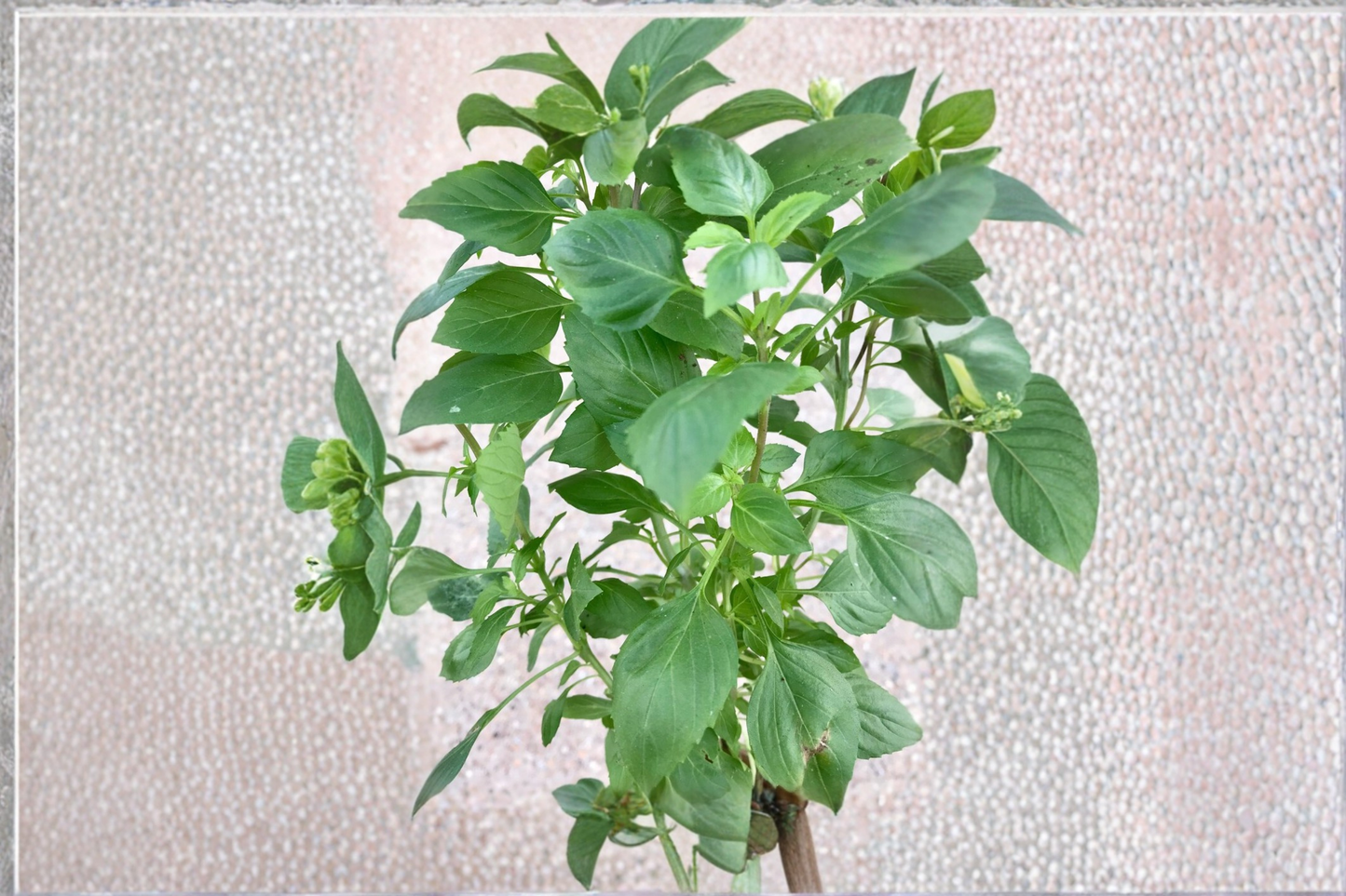 Greek Columnar Basil Live Plant Organic GMO Free Ocimum Basilicum Herb Plant 9 to 12 Inch Rooted Starter