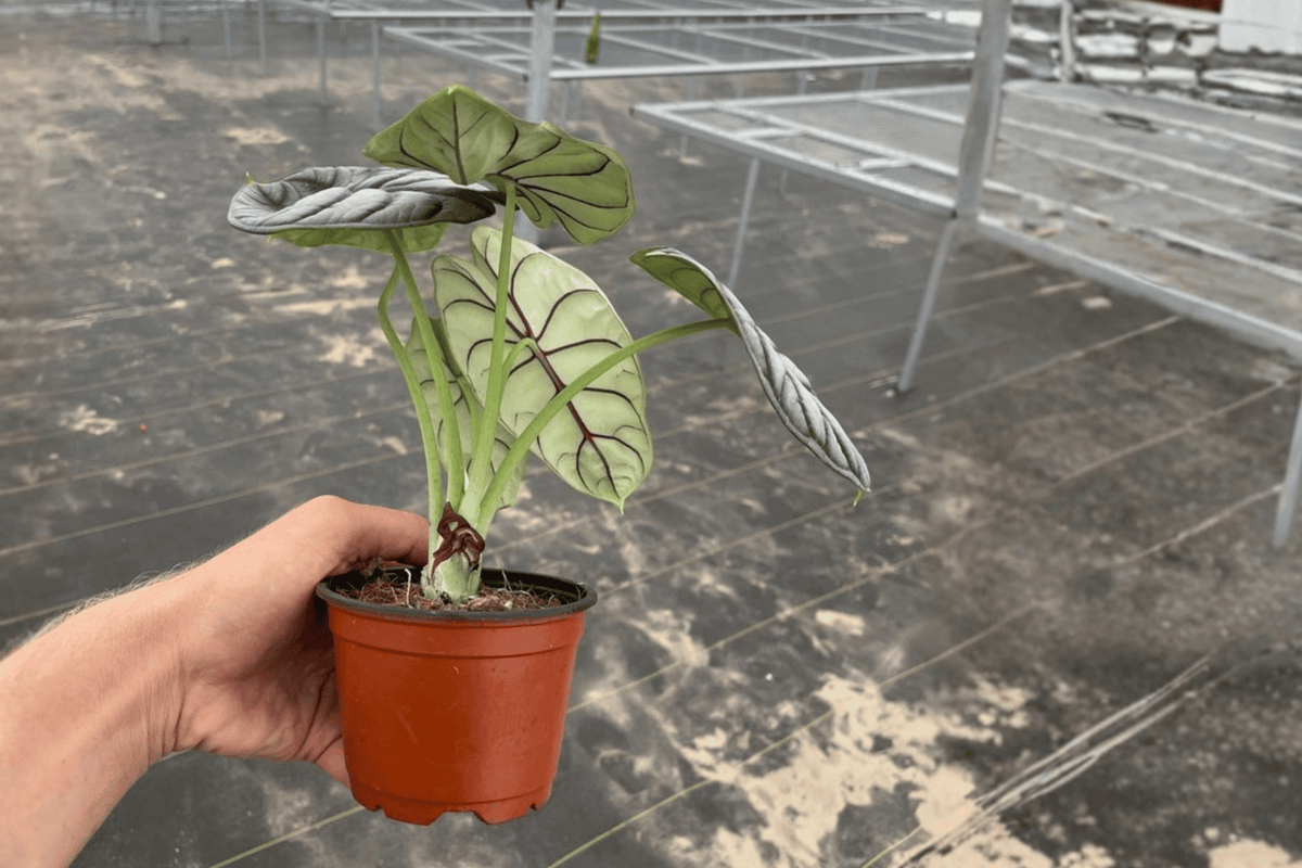 2 Alocasia Silver Dragon Live Plants – 4-Inch Pot – Alocasia baginda