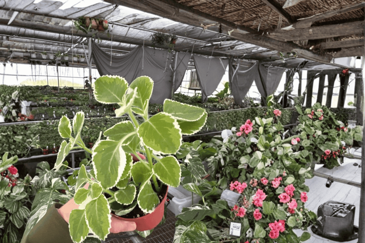 Variegated Oregano 2 Live Plants – Origanum vulgare 4” Size