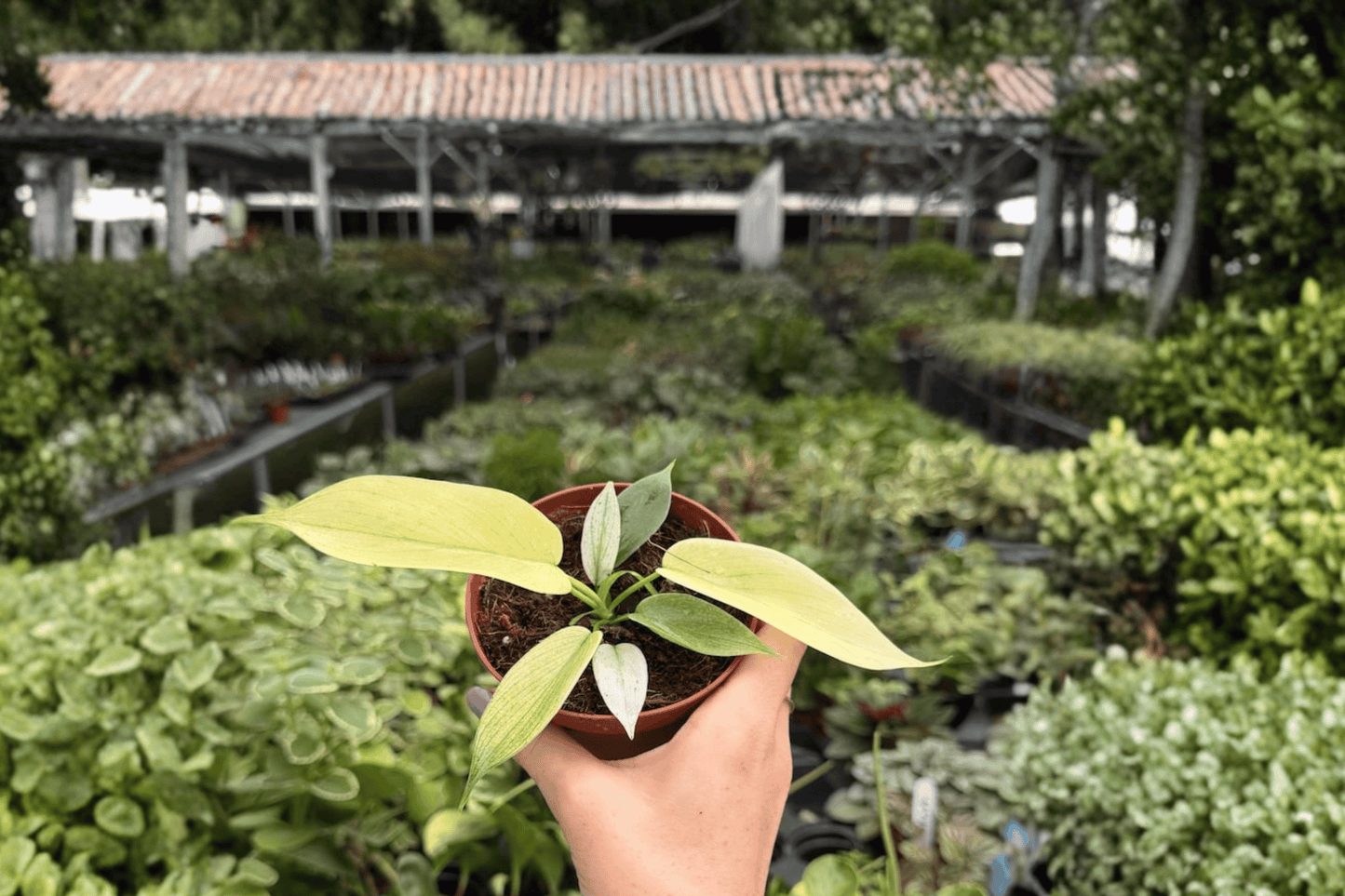 Philodendron Florida Ghost Mint 2 Exact Live Plants – 4-Inch Pots – Philodendron 'Florida Ghost Mint'
