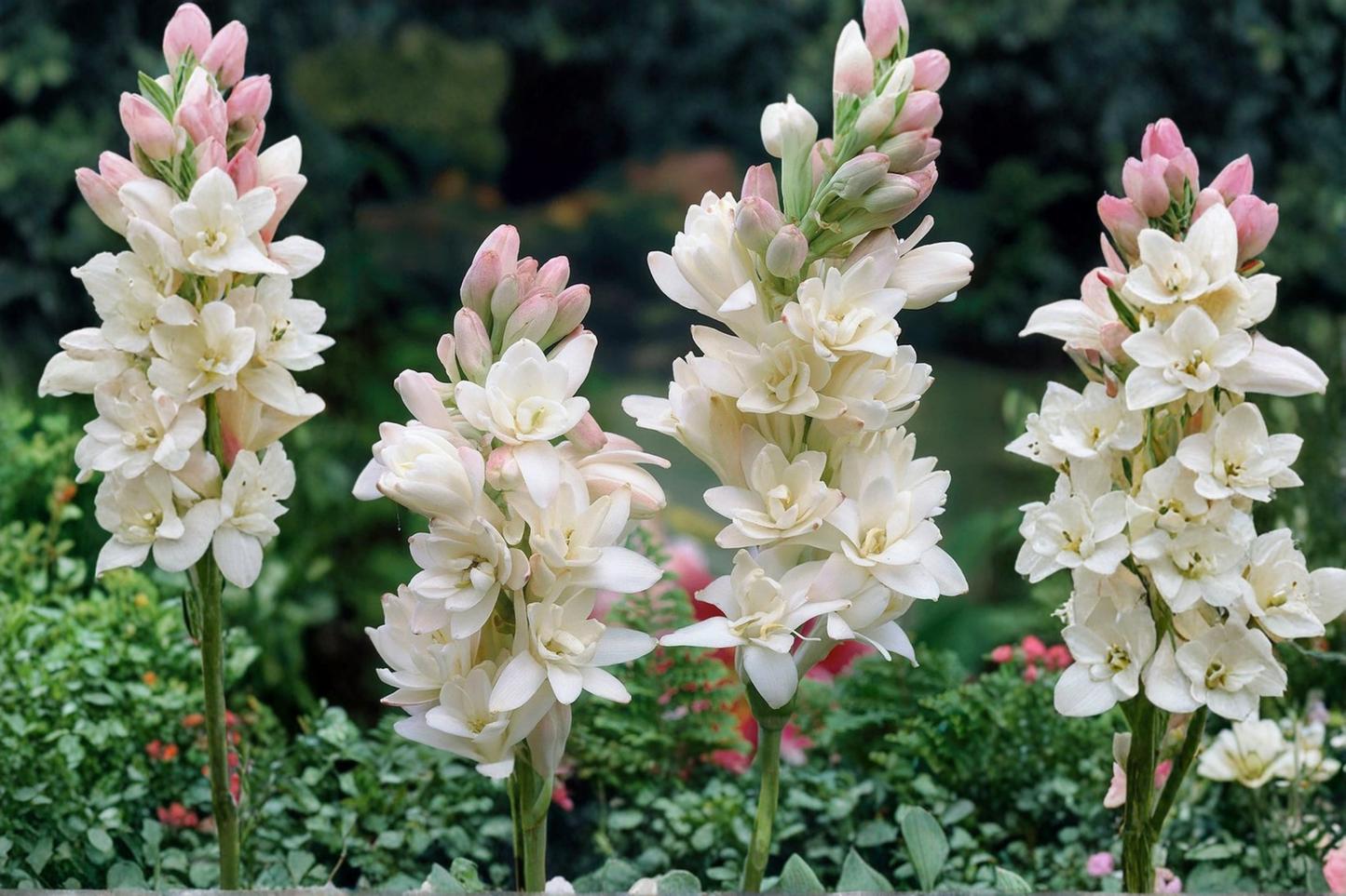 Tuberose Bulbs Double Bloom Polianthes Tuberosa Rajanigandha Sampangi Fragrant White Flowers 3 Medium Bulbs for Planting