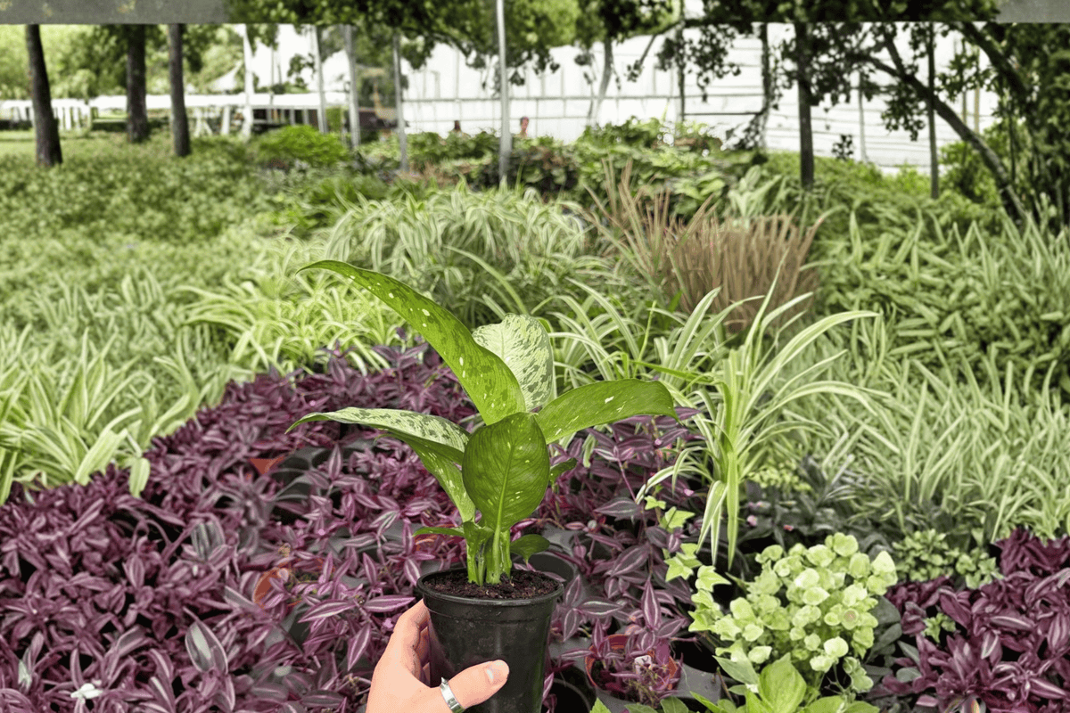Dieffenbachia Tiki 2 Exact Live Plants – Dieffenbachia ‘Tiki’ 4” Size Bare Root