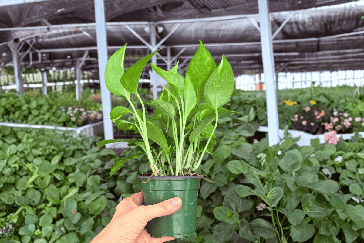 2 Golden Pothos Exact Live Plants – Epipremnum aureum in 4” Pots