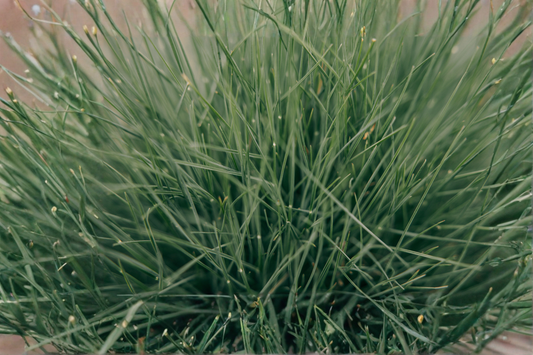Elijah Blue Fescue Ornamental Grass Live Starter Plant – Festuca glauca