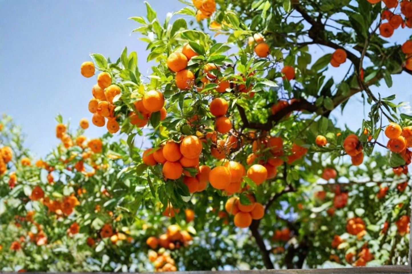China 2 Mandarin Orange Tree Live Plant Rare Mandarin Citrus Tree Collector Fruit Tree Patio Garden Plant