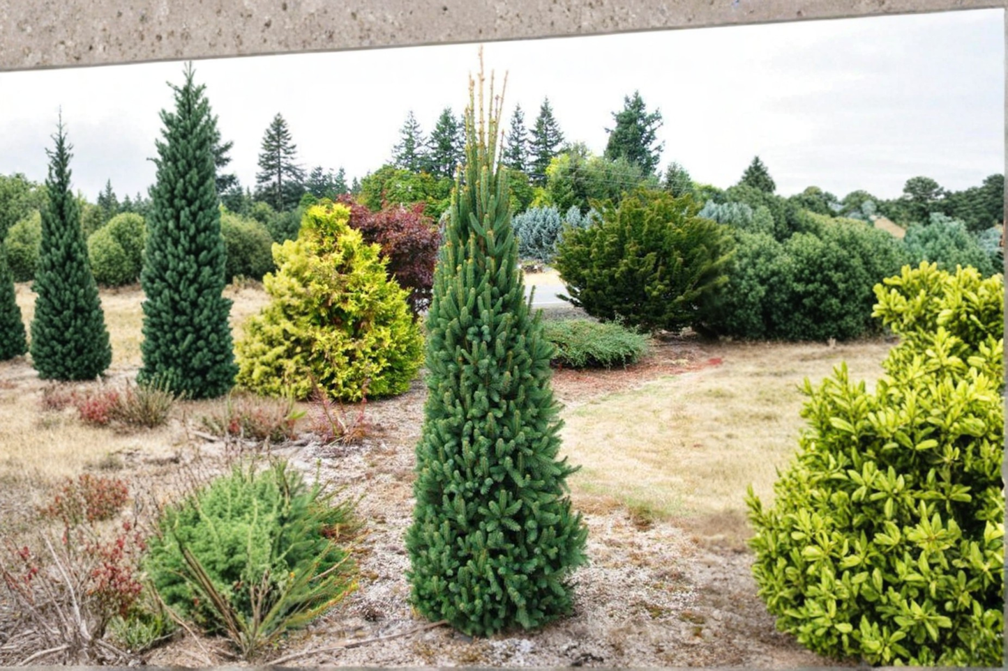 Columnar Norway Spruce ‘Cupressina’ 12” Live Plant – Narrow Evergreen Tree in 1 Gallon Pot for Vertical Garden Landscape