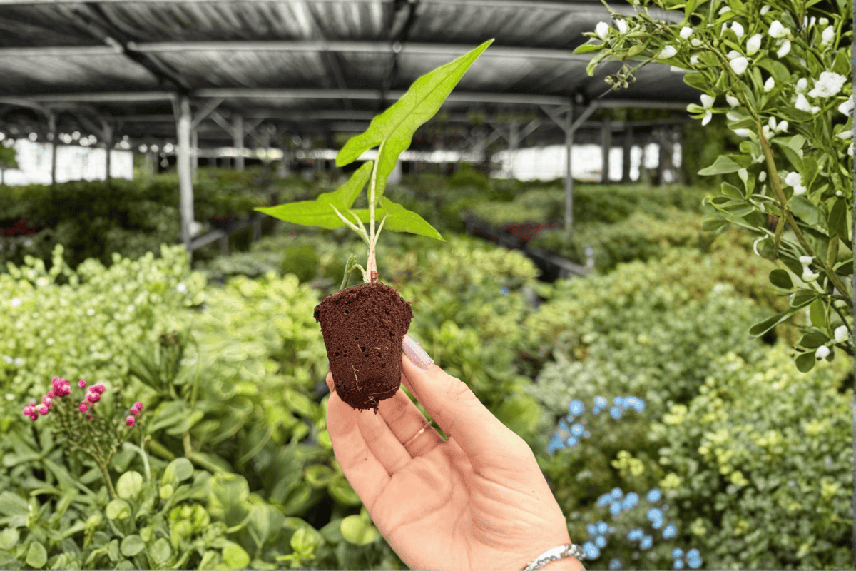 Alocasia Sabrina Narrow 2 Exact Live Starter Plants – 2-Inch Pot Size