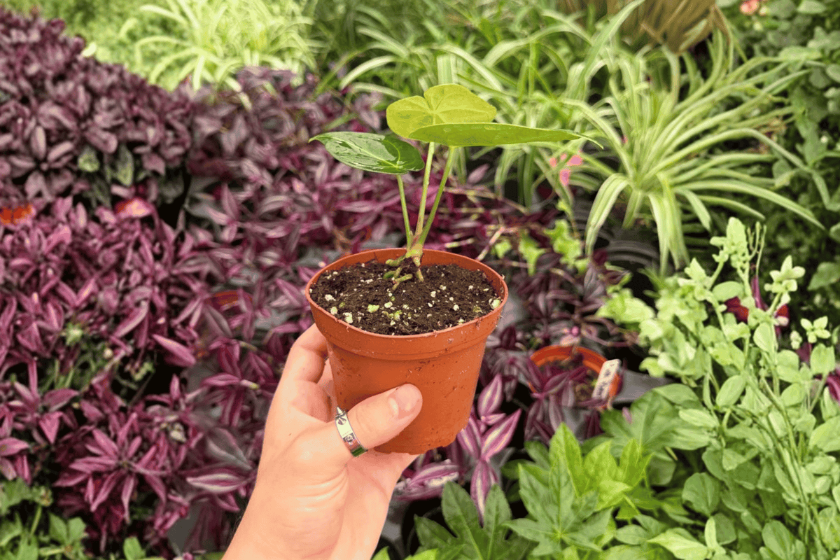 Anthurium Xone x Subsignatum – 2 Exact Live Plants in 4” Pots