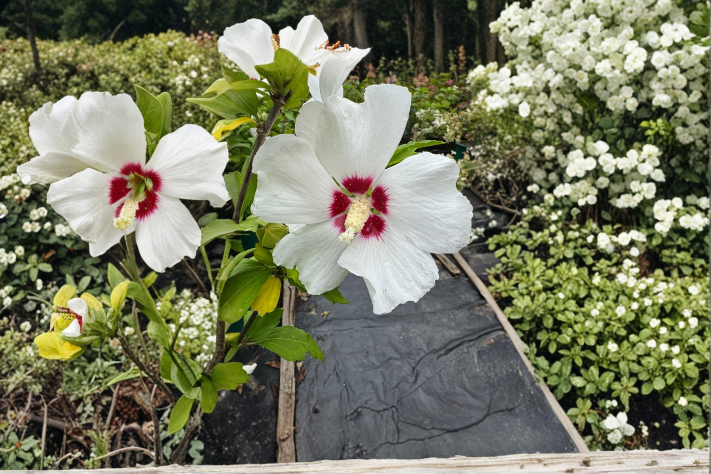 Red Heart Rose of Sharon Live Plant 2 Gallon Pot White Red Flower Hibiscus Shrub Summer Bloom Garden Plant