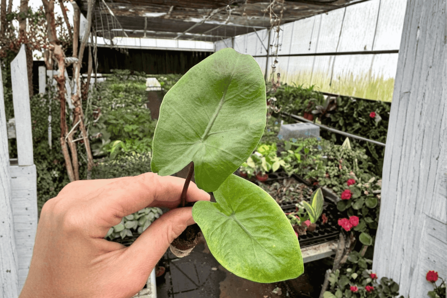2 Alocasia 'Black Stem' Starter Plants – Bare Root Live Tropical Plants