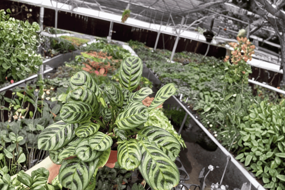 Calathea Burle Marx Amabilis 2 Live Plants – 4-Inch Pots – Goeppertia ‘Burle Marx Amabilis’