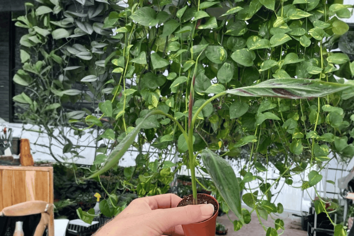 Musa Zebrina 2 Live Starter Plants – Blood Banana 2” Size Bare Root
