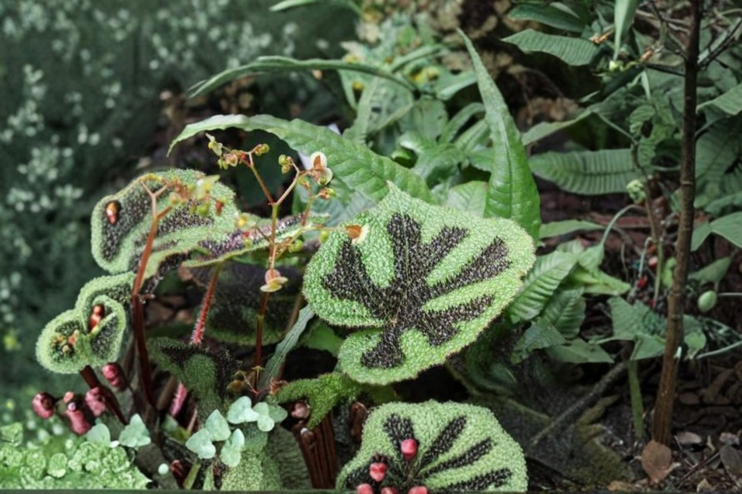 Begonia Masoniana Live Plant – 4-Inch Pot – Iron Cross Begonia – Begonia masoniana