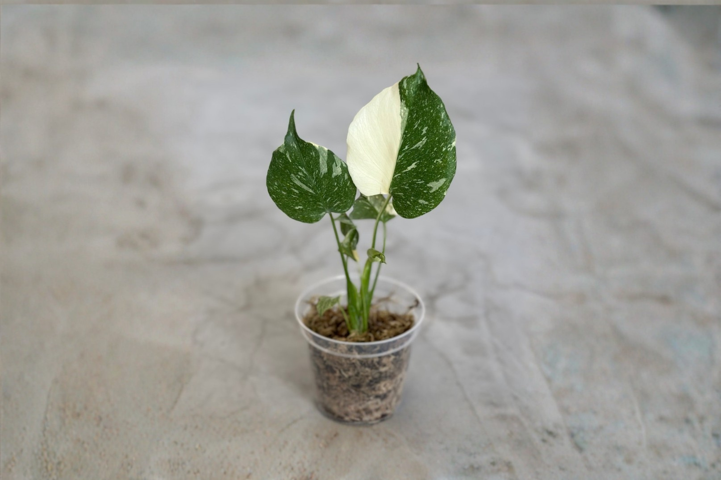 Monstera Thai Constellation Rooted Plant Variegated Monstera Starter Plant Rare Albo Monstera Houseplant Collector Gift