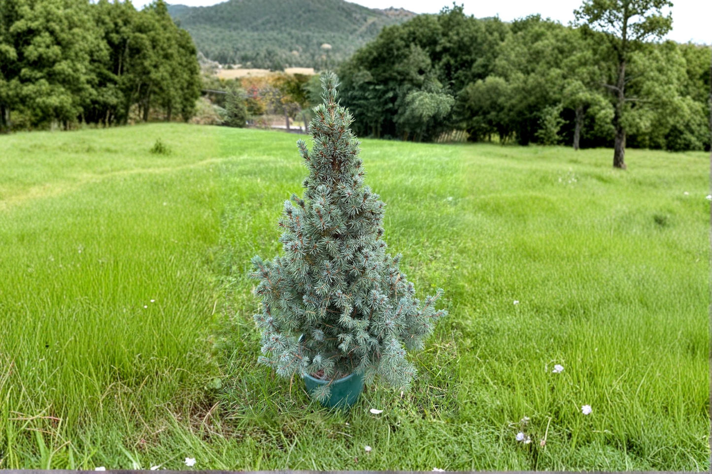Saunders Blue Spruce Live Plant 12” Tall – Picea glauca Blue Evergreen Conifer in 1 Gallon Pot