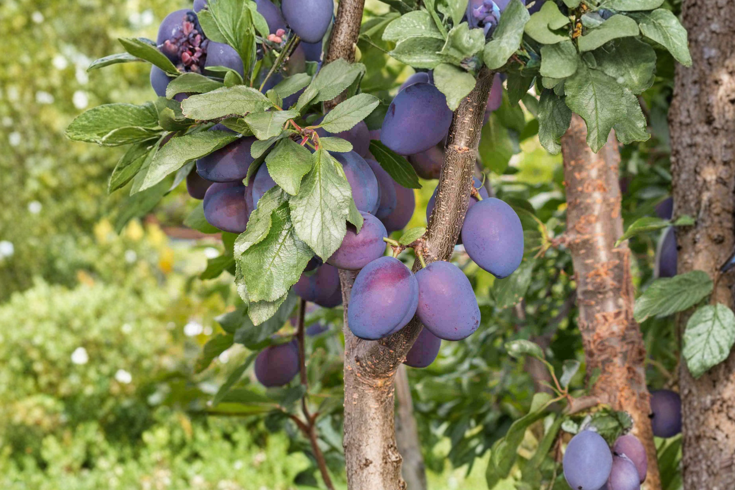 Morris Plum Tree 2–3 ft Live Plant – Plum Fruit Tree for Garden & Orchard, Hardy Outdoor Plum Tree for Backyard Growing