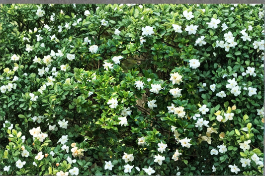 Gardenia Live Plant Bushy Gardenia Starter Cutting Fragrant Indoor Outdoor Flower Plant