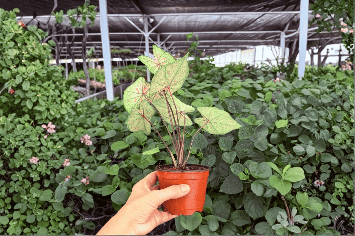 Caladium Scarlet Girl 2 Exact Live Plants – 4-Inch Pots – Caladium ‘Scarlet Girl’